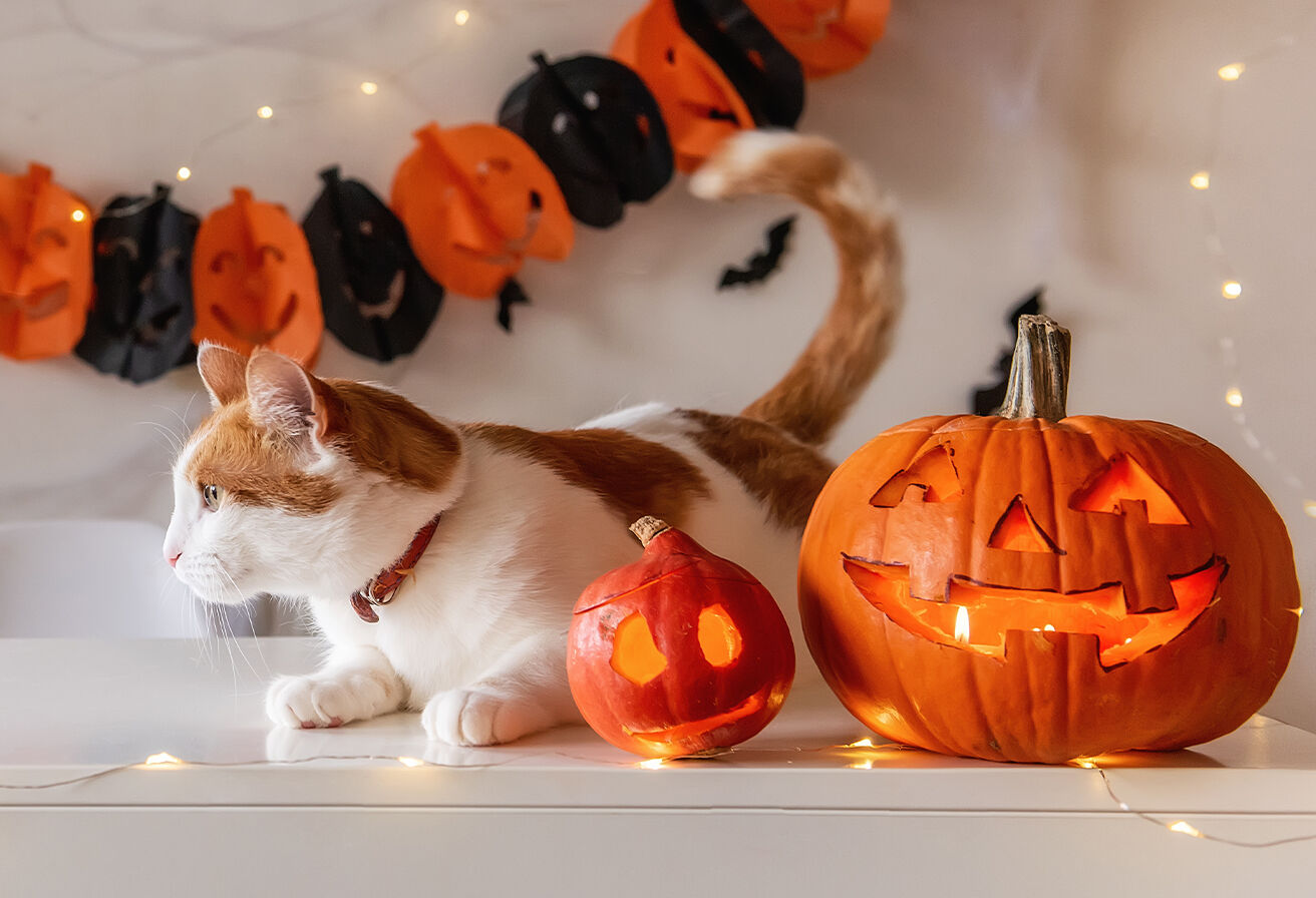 cat with pumpkin decor